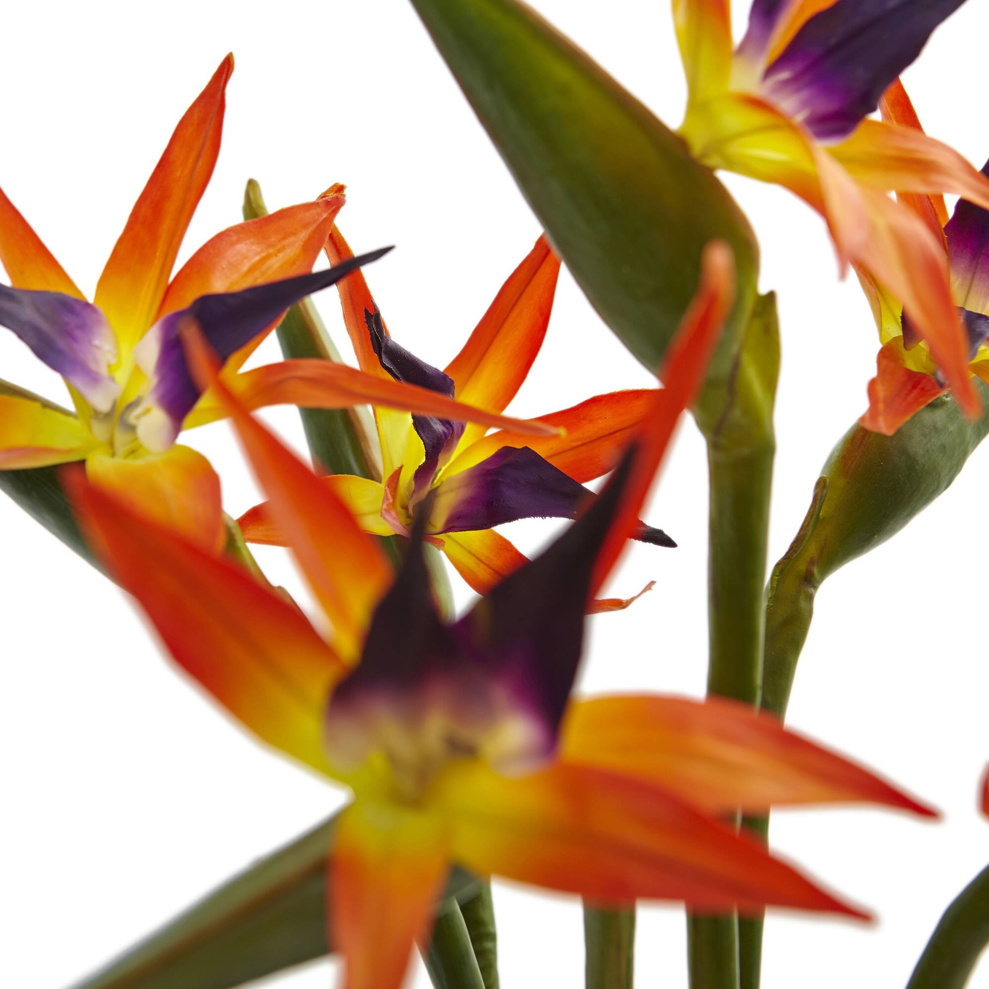 24" Bird of Paradise Arrangement in Black Glossy Cylinder